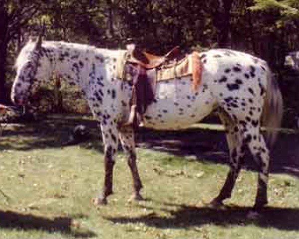 Zuchtstute Jolly (Appaloosa, 1998, von Palousa Santos)