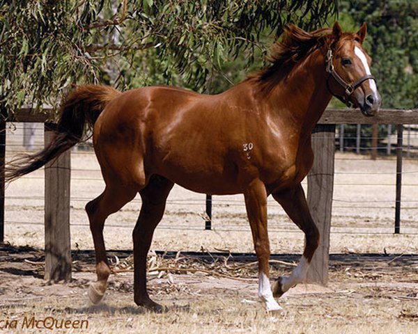 Deckhengst Kingston Rule xx (Englisches Vollblut, 1986, von Secretariat xx)