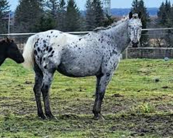 broodmare Jocky Machine (Nederlands Appaloosa Pony, 1988, from Joker L Machine)