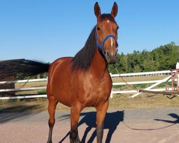 Zuchtstute Fée de la Merite (Französischer Traber, 1993, von Kimberland (FR))