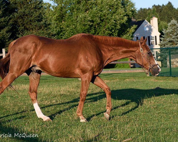 horse Torbay xx (Thoroughbred, 1987, from Secretariat xx)