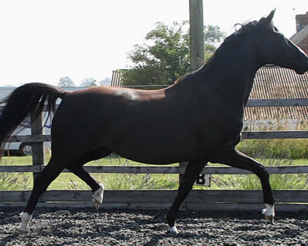 broodmare Bugatti ST (KWPN (Royal Dutch Sporthorse), 2006, from Discovery)