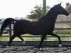 broodmare Bugatti ST (KWPN (Royal Dutch Sporthorse), 2006, from Discovery)