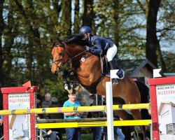 jumper Cashman K (Hanoverian, 2009, from Chacco-Blue)