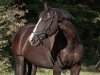 jumper Unouno (Trakehner, 2014, from Hirtentanz 2)