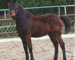 dressage horse Sape (German Sport Horse, 2010, from San Muscadet)