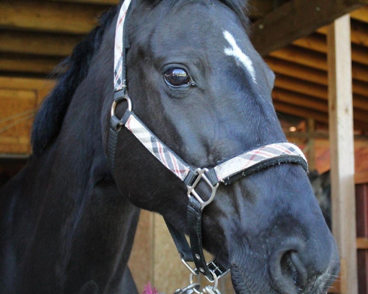 broodmare Donna Cellina (Hanoverian, 2005, from Don Crusador)