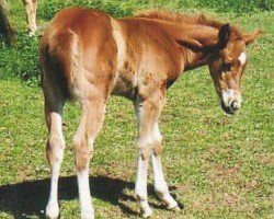 horse Smart Miss Poco (Quarter Horse, 2007, from Pocos Smartin)