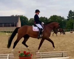 dressage horse Daydream Deluxe (Westphalian, 2012, from Daily Deal)