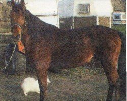 Pferd Dan (Appaloosa, 1998, von Horse of Geronimo)