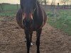 broodmare Miss Monet (German Riding Pony, 2007, from Monet)