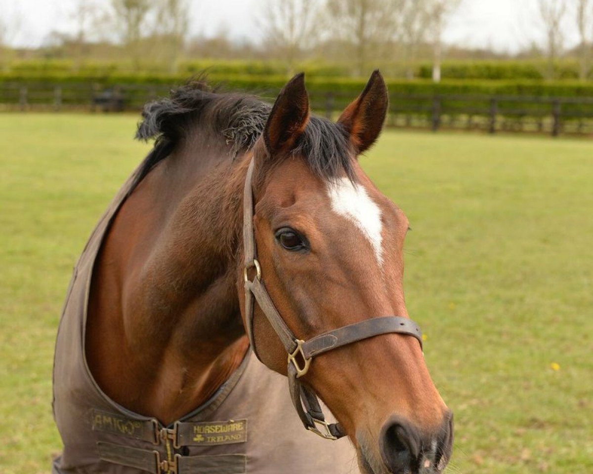 horse Istabraq xx (Thoroughbred, 1992, from Sadler's Wells xx)