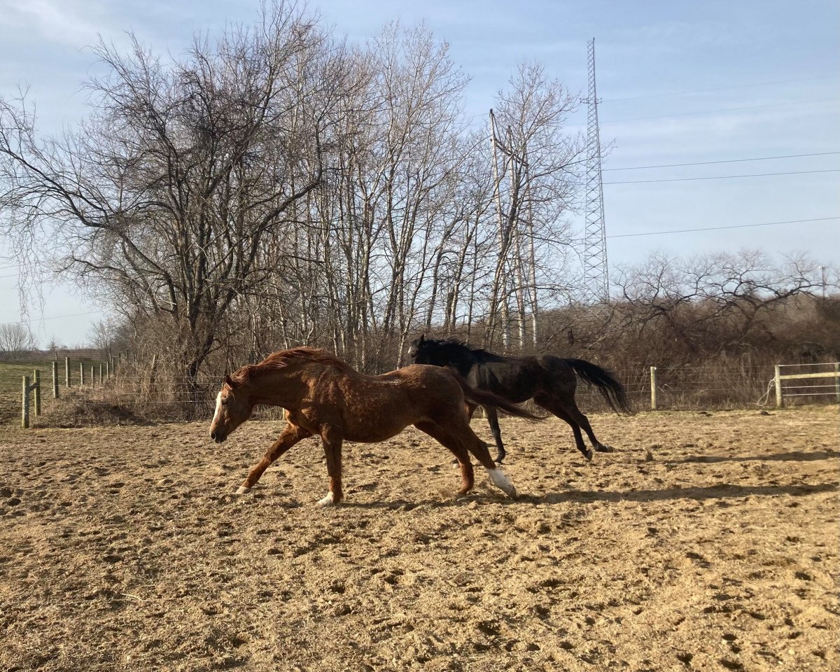 Zuchtstute Trusted Company xx (Englisches Vollblut, 1989, von Secretariat xx)