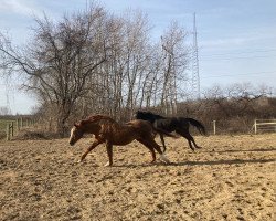 broodmare Trusted Company xx (Thoroughbred, 1989, from Secretariat xx)