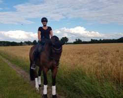 dressage horse Forever Tom (Württemberger, 2013, from Fürst Romancier)