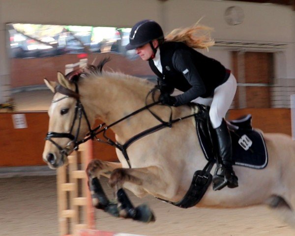 dressage horse Danny's Darling T (German Riding Pony, 2020, from Danny Gold)