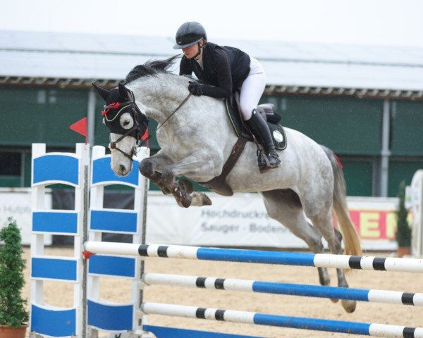 jumper M-Classic Lady (Holsteiner, 2019, from K.i Checkter)