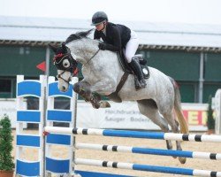 jumper M-Classic Lady (Holsteiner, 2019, from K.i Checkter)