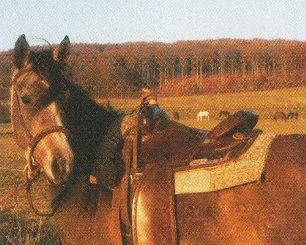 horse Ruala (Arabian, 2000, from Maayid ox)
