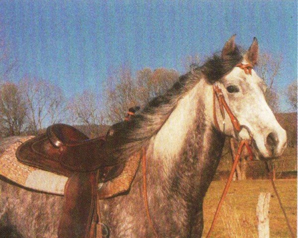 Pferd Kimja (Araber, 1999, von El Thay Kayed EAO)