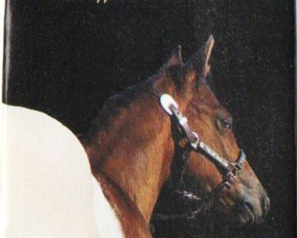 horse Smohallas Dream (Appaloosa, 2006, from Brightest Dream)