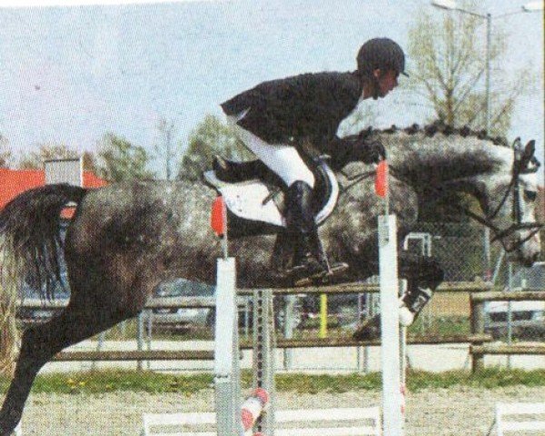 horse Vienna (Holsteiner, 2000, from Cesano II)