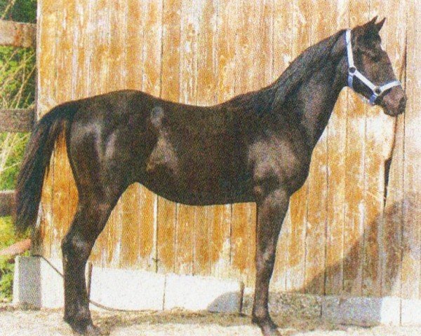 horse Ma Shalan (Arabian, 2002, from El Aszud 1991 ox)