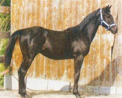 horse Ma Shalan (Arabian, 2002, from El Aszud 1991 ox)