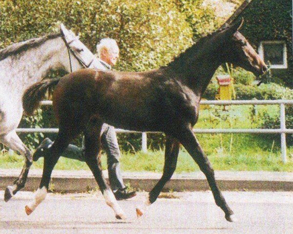 dressage horse Dom Rubin (Oldenburg, 2004, from Rubin Royal OLD)