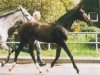 dressage horse Dom Rubin (Oldenburg, 2004, from Rubin Royal OLD)