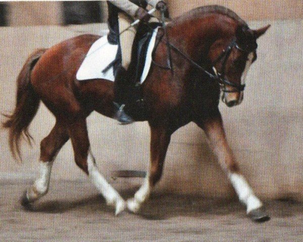 Pferd Heino (Freiberger,  , von Hallali)