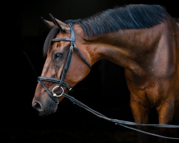 dressage horse Sunrise 173 (KWPN (Royal Dutch Sporthorse), 2011, from Spielberg)