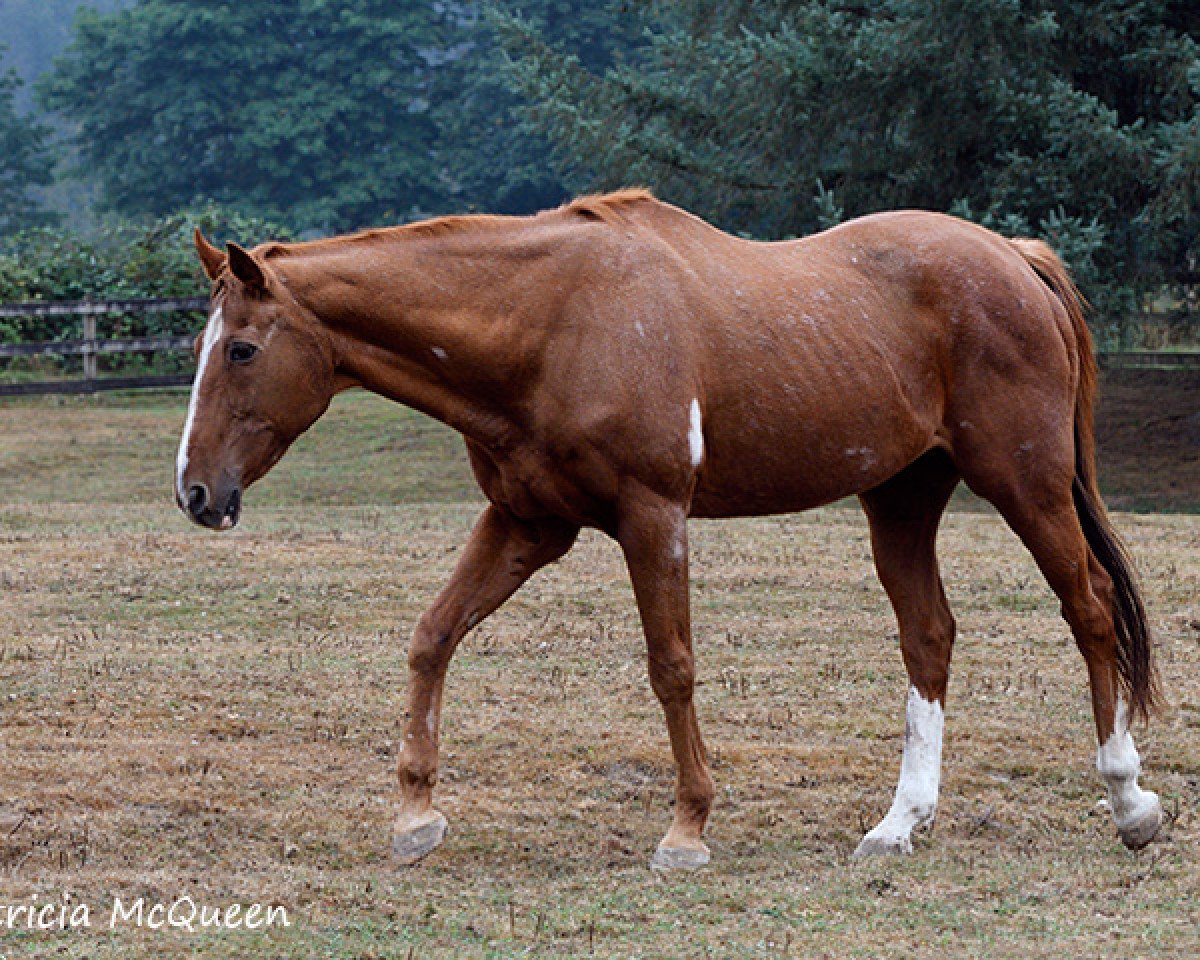 horse Border Run xx (Thoroughbred, 1988, from Secretariat xx)