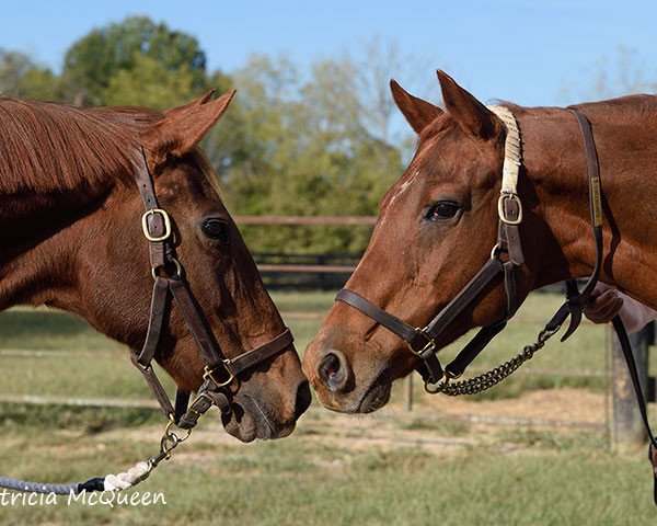 broodmare Dimontina xx (Thoroughbred, 1995, from Dixieland Band xx)