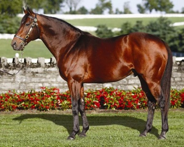 stallion Perfect Soul xx (Thoroughbred, 1998, from Sadler's Wells xx)