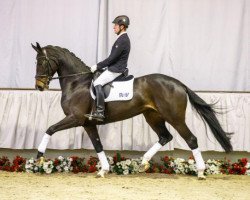 dressage horse Bella Donatella (Westfale, 2011, from Belissimo NRW)