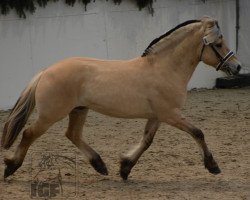 stallion Resdals Enzo (Fjord Horse, 2013, from Kneist Skovå)