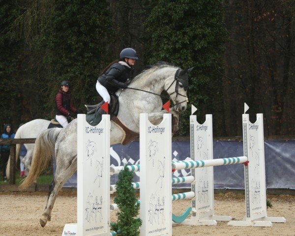 jumper Apollo W 6 (German Sport Horse, 2015, from Diarado's Boy)