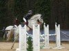 jumper Apollo W 6 (German Sport Horse, 2015, from Diarado's Boy)