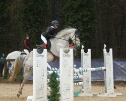 Springpferd Apollo W 6 (Deutsches Sportpferd, 2015, von Diarado's Boy)
