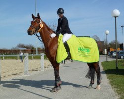 dressage horse Balfour 2 (Westphalian, 2008, from Beg xx)