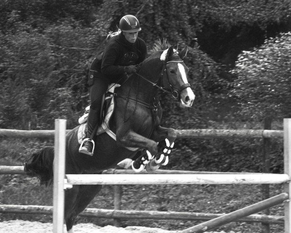 jumper Light & Liberty MW (German Sport Horse, 2021, from Light On OLD)