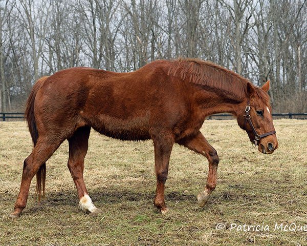 broodmare Ball Chairman xx (Thoroughbred, 1988, from Secretariat xx)