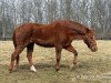 broodmare Ball Chairman xx (Thoroughbred, 1988, from Secretariat xx)