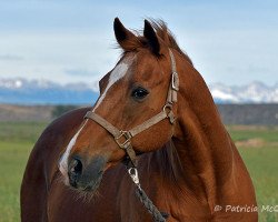 horse Secret of The Sea xx (Thoroughbred, 1990, from Secretariat xx)