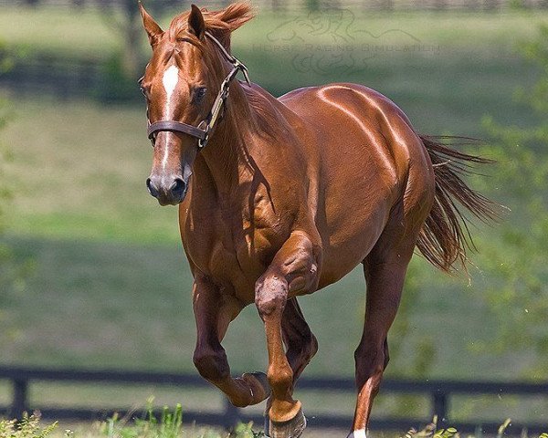 stallion Congaree xx (Thoroughbred, 1998, from Arazi xx)