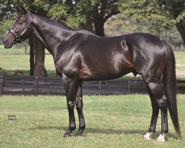 stallion Big Drama xx (Thoroughbred, 2006, from Montbrook xx)