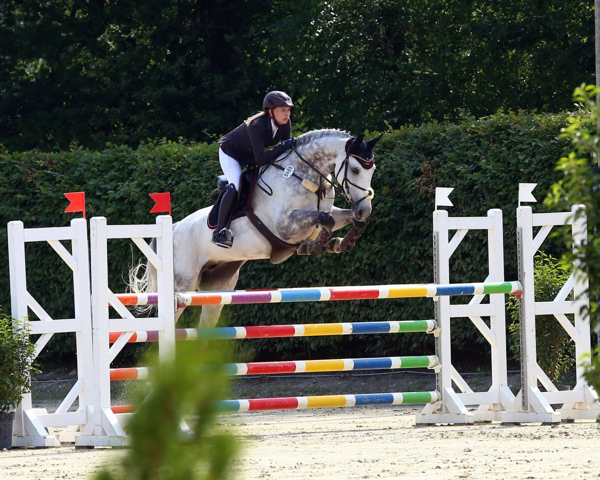 jumper Claire Cassis B (Westphalian, 2011, from Capistrano 2)