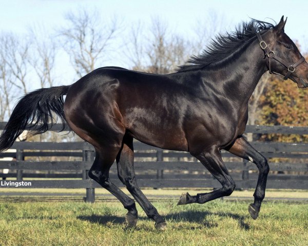 stallion Laoban xx (Thoroughbred, 2013, from Uncle Mo xx)