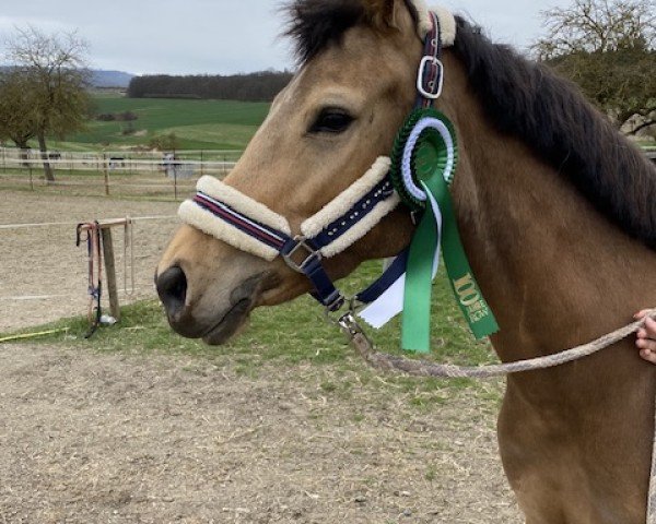 dressage horse Chiara DS (German Riding Pony, 2020, from FS Champion de Luxe)